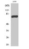 M-Phase Phosphoprotein 9 antibody, A11350, Boster Biological Technology, Western Blot image 