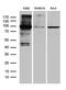 Dual specificity protein kinase TTK antibody, TA811809S, Origene, Western Blot image 