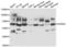 Dual specificity tyrosine-phosphorylation-regulated kinase 2 antibody, LS-C346187, Lifespan Biosciences, Western Blot image 