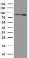 Myoneurin antibody, TA800195, Origene, Western Blot image 