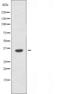 Olfactory Receptor Family 2 Subfamily T Member 1 antibody, orb227579, Biorbyt, Western Blot image 