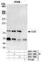 Cullin 3 antibody, A301-110A, Bethyl Labs, Immunoprecipitation image 