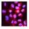 Hook Microtubule Tethering Protein 3 antibody, A07701-1, Boster Biological Technology, Immunofluorescence image 