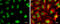 Craniofacial Development Protein 1 antibody, GTX128023, GeneTex, Immunocytochemistry image 