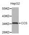 Copper Chaperone For Superoxide Dismutase antibody, LS-C334955, Lifespan Biosciences, Western Blot image 