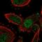 Growth Factor Receptor Bound Protein 2 antibody, HPA030750, Atlas Antibodies, Immunofluorescence image 