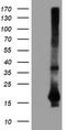 Spermidine/Spermine N1-Acetyltransferase Family Member 2 antibody, TA504633, Origene, Western Blot image 