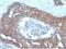 Trefoil Factor 1 antibody, NBP2-50275, Novus Biologicals, Immunohistochemistry frozen image 
