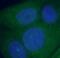 Annexin A1 antibody, FNab00425, FineTest, Immunofluorescence image 