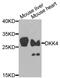 Dickkopf WNT Signaling Pathway Inhibitor 4 antibody, orb373771, Biorbyt, Western Blot image 