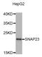 Synaptosomal-associated protein 23 antibody, STJ25636, St John