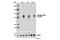 Signal transducer and activator of transcription 1-alpha/beta antibody, 7649P, Cell Signaling Technology, Western Blot image 