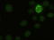 NICD antibody, TA500078, Origene, Immunofluorescence image 