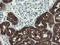 Formimidoyltransferase-cyclodeaminase antibody, LS-C174062, Lifespan Biosciences, Immunohistochemistry frozen image 