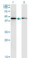 Allantoicase antibody, H00055821-M07, Novus Biologicals, Western Blot image 