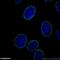 lamin A antibody, 10298-1-AP, Proteintech Group, Immunofluorescence image 