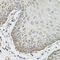 Syndecan 2 antibody, 18-291, ProSci, Immunohistochemistry frozen image 