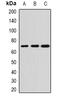 Alkaline Phosphatase, Germ Cell antibody, orb377915, Biorbyt, Western Blot image 
