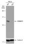 S100 Calcium Binding Protein A11 antibody, NBP1-32998, Novus Biologicals, Western Blot image 