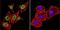 Parvalbumin antibody, NB120-11427, Novus Biologicals, Immunocytochemistry image 