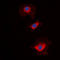 5'-Nucleotidase, Cytosolic IA antibody, LS-C368614, Lifespan Biosciences, Immunofluorescence image 
