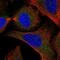 Synaptosomal-associated protein 29 antibody, PA5-66017, Invitrogen Antibodies, Immunofluorescence image 