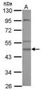 Casein Kinase 1 Gamma 2 antibody, PA5-28651, Invitrogen Antibodies, Western Blot image 