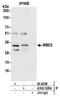 Methyl-CpG Binding Domain Protein 3 antibody, A302-529A, Bethyl Labs, Immunoprecipitation image 