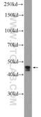 Coiled-Coil Domain Containing 83 antibody, 20902-1-AP, Proteintech Group, Western Blot image 