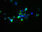 Solute Carrier Family 25 Member 51 antibody, LS-C379714, Lifespan Biosciences, Immunofluorescence image 