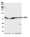 Bromodomain Containing 7 antibody, A302-304A, Bethyl Labs, Western Blot image 