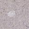 3HAO antibody, HPA036394, Atlas Antibodies, Immunohistochemistry frozen image 