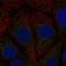 ES1 protein homolog, mitochondrial antibody, HPA018517, Atlas Antibodies, Immunocytochemistry image 