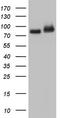 Fas Associated Factor 1 antibody, TA804144, Origene, Western Blot image 