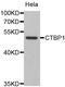 C-Terminal Binding Protein 1 antibody, LS-C746834, Lifespan Biosciences, Western Blot image 