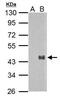 Protein Wnt-7a antibody, PA5-28289, Invitrogen Antibodies, Western Blot image 