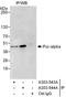 Purine Rich Element Binding Protein A antibody, A303-544A, Bethyl Labs, Immunoprecipitation image 