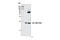 p21 antibody, 2947S, Cell Signaling Technology, Immunoprecipitation image 