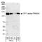 Tripartite Motif Containing 24 antibody, A300-816A, Bethyl Labs, Western Blot image 