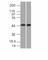 Napsin A Aspartic Peptidase antibody, V2995-100UG, NSJ Bioreagents, Flow Cytometry image 