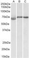 Cyclin-D-binding Myb-like transcription factor 1 antibody, STJ73006, St John