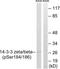 14-3-3 beta antibody, LS-C291178, Lifespan Biosciences, Western Blot image 