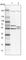 DEAD-Box Helicase 6 antibody, HPA024201, Atlas Antibodies, Western Blot image 