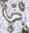 X-Ray Repair Cross Complementing 1 antibody, LS-C313480, Lifespan Biosciences, Immunohistochemistry frozen image 