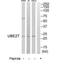 Ubiquitin Conjugating Enzyme E2 T antibody, TA312363, Origene, Western Blot image 