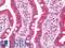 Frizzled Class Receptor 9 antibody, LS-B12364, Lifespan Biosciences, Immunohistochemistry paraffin image 