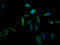 Prostaglandin F synthase antibody, CSB-RA825204A0HU, Cusabio, Immunofluorescence image 