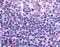 Par1 antibody, LS-A2621, Lifespan Biosciences, Immunohistochemistry frozen image 