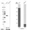 SHANK Associated RH Domain Interactor antibody, HPA044453, Atlas Antibodies, Western Blot image 