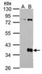 Protein Wnt-9b antibody, GTX111893, GeneTex, Western Blot image 